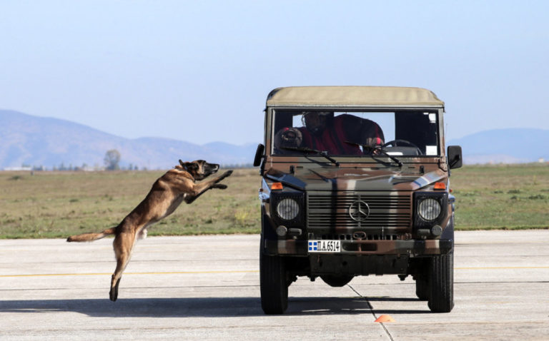 Επίδειξη σκύλων της ομάδας «Κέρβερος» στην 110 Π.Μ.