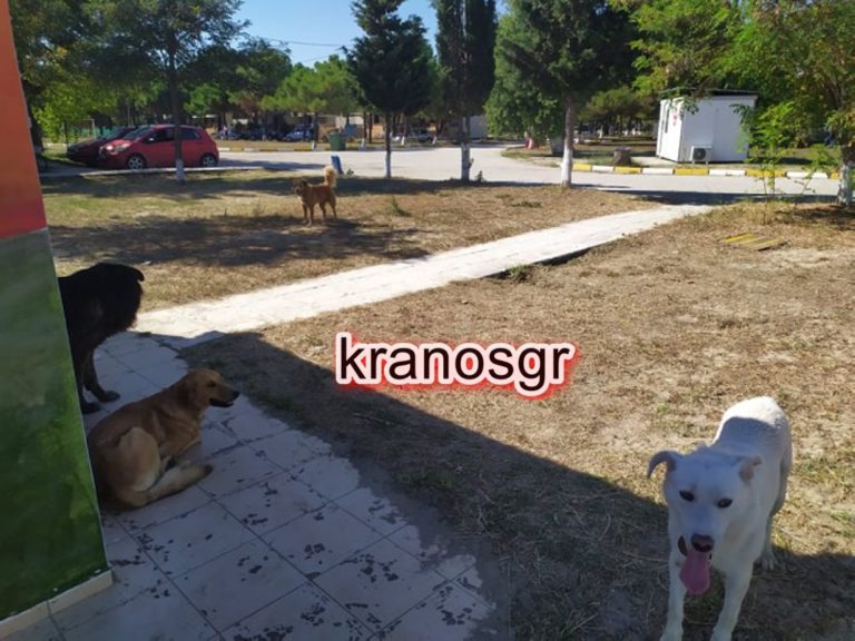 ΚΑΑΥ Κεραμωτής Καβάλας: Ένα ”χακί” θέρετρο φιλικό προς τα αδέσποτα