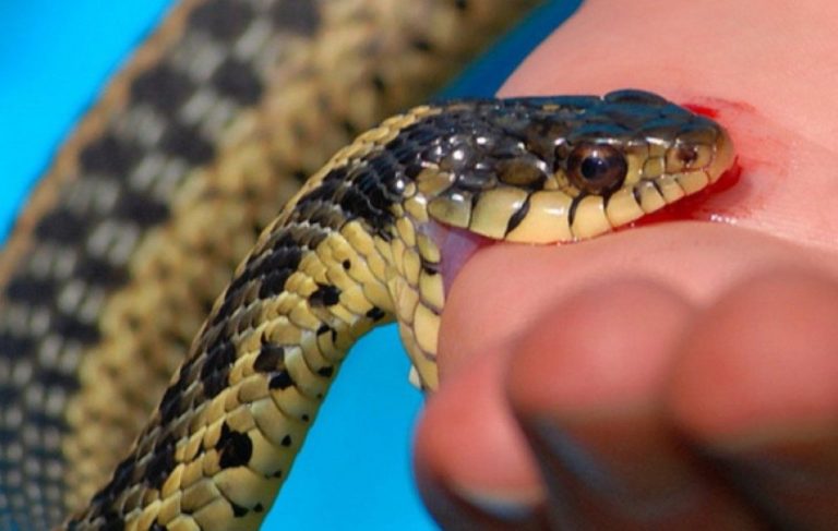 Δάγκωμα φιδιού σε Υπαξιωματικό στις Φέρες