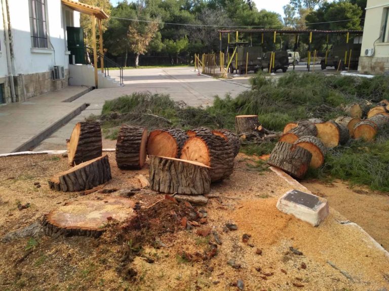 1η Στρατιά: Αντιδράσεις για το κόψιμο δέντρων στο σχηματισμό