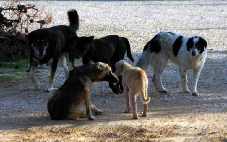 ΧΧΙΙΙ ΤΘΤ: Αγέλη σκύλων επιτέθηκε σε Αξιωματικό