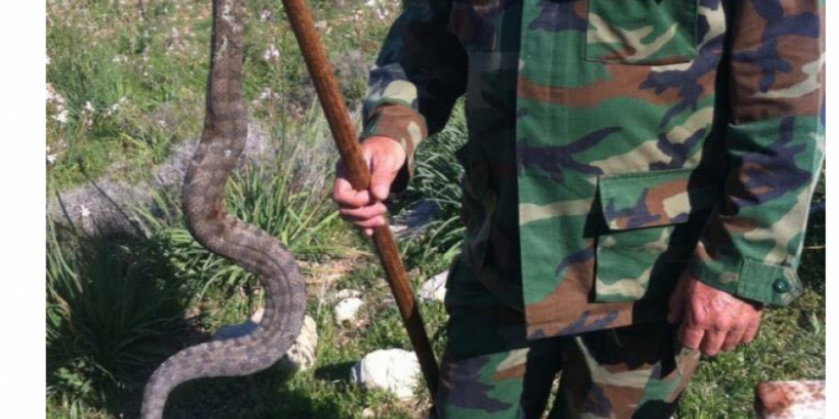 Προσοχή! Φίδια σε φυλάκια του Έβρου…